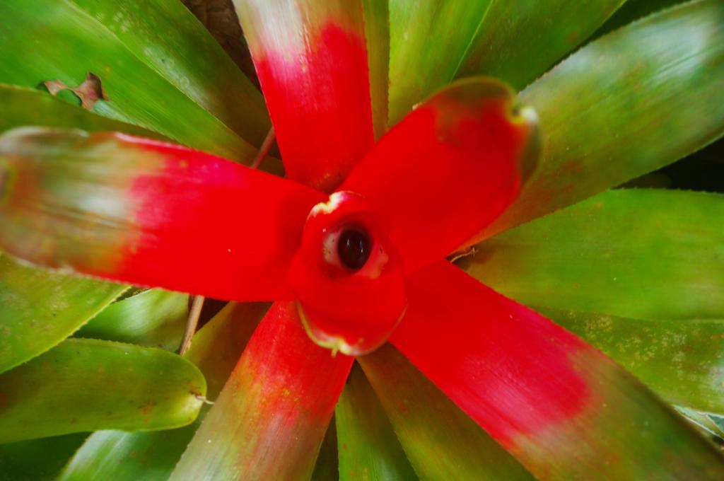 Lodge Heritage - In The Daintree