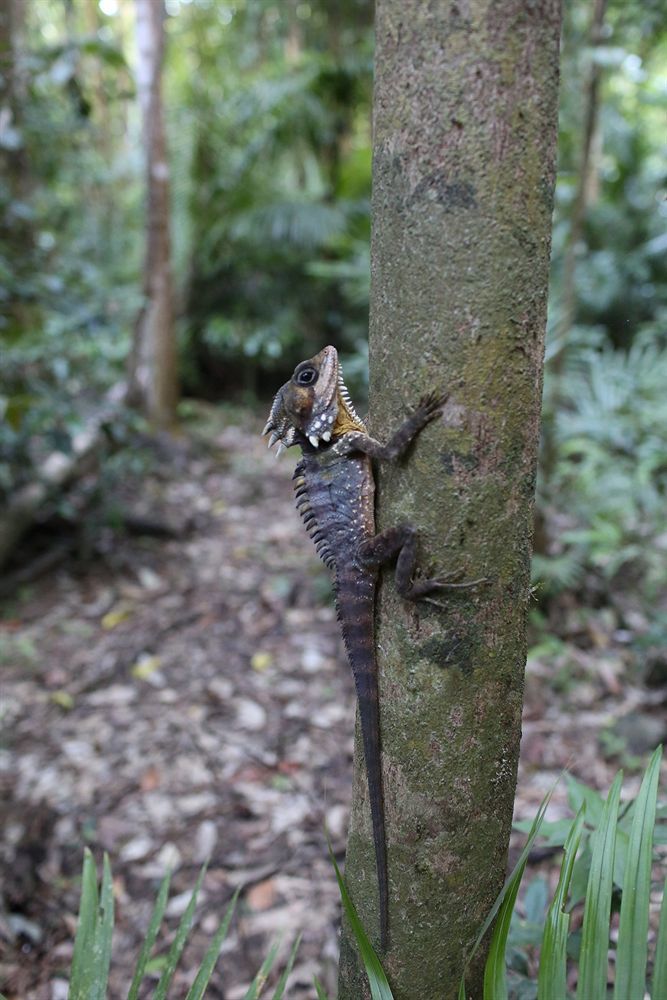 Heritage - In The * Daintree