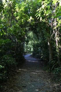 Lodge Heritage - In The Daintree
