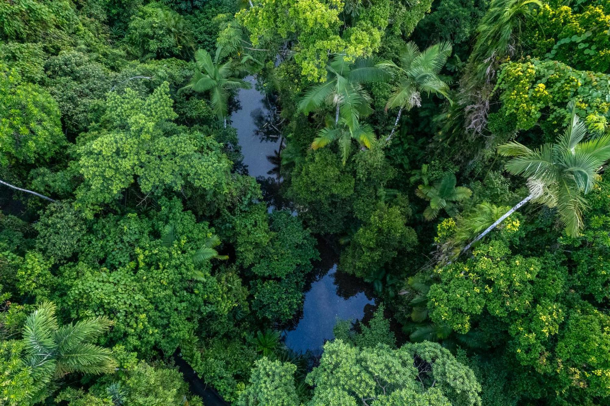 Heritage - In The * Daintree